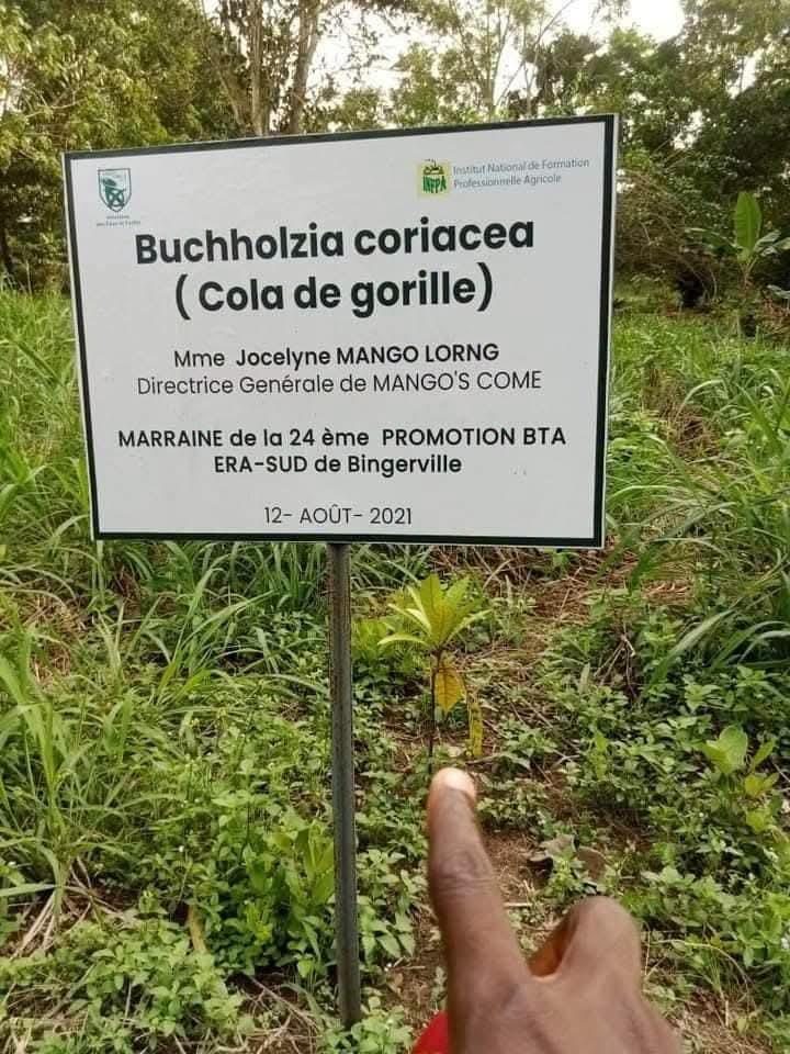 Buchholzia coriacea planté au nom de la marraine de la 24ᵉ promotion BTA